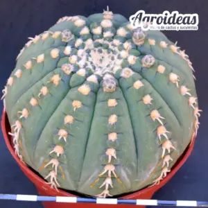 Gymnocalycium X triacanthum var. brevispinus «Ex. Agroideas» Ejemplar MØ-11cm