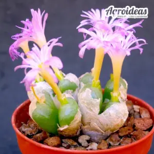 Conophytum ectypum