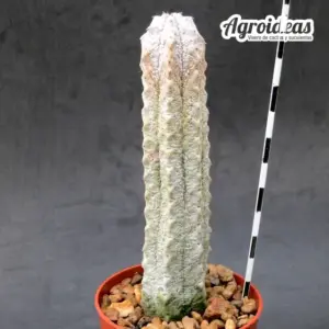 Euphorbia abdelkurii