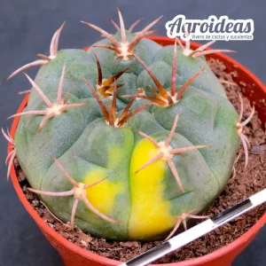 Gymnocalycium tillianum "Selección"