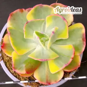 Echeveria "Enfant" Variegata M-Ø13 cm