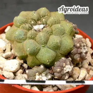 Copiapoa "Lizard Skin" Selección varias cabezas
