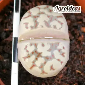 Lithops dorotheae "Zorro"