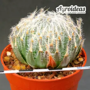 Haworthia arachnoidea var. aranea "North of Vergelegen"