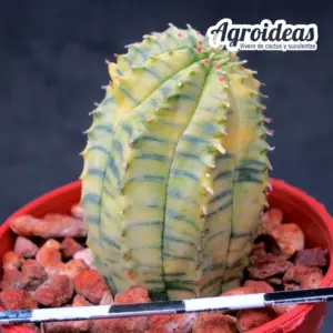 Euphorbia obesa X infausta "variegata"