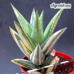 Haworthia glabrata “variegata”