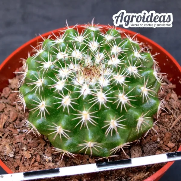 Parodia mairanana - Imagen 2
