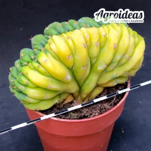 Trichocereus pachanoi "Crestado & Variegata"  AKA: San Pedro