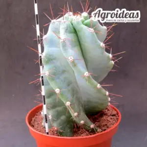 Cereus spiralis