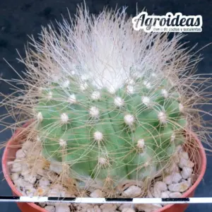 Copiapoa krainziana var. scopulina "Ejemplar" MØ-8,5cm