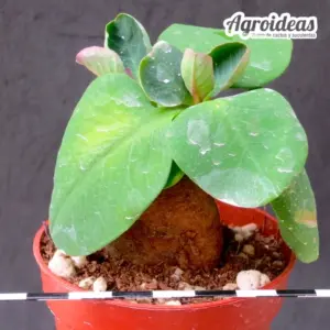 Monadenium orobanchoides