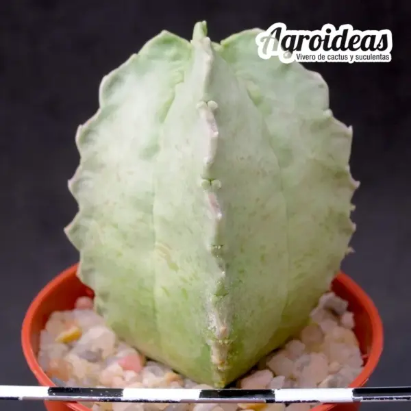 White-sloanea crassa - Imagen 2