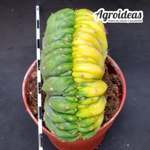 Trichocereus pachanoi "Crestado & Variegata" AKA: San Pedro - Imagen 2
