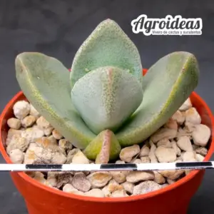Pleiospilos simulans