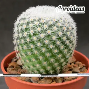 Mammillaria crucigera ssp. tlalocii "Rio Salado"