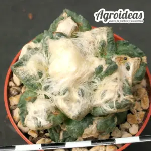 Ariocarpus fissuratus "El Hundido" ejemplar