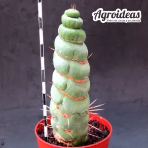 Eulychnia castanea "spiralis"