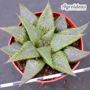 Haworthia koelmaniorum x bayeri "Ex. Robin Fuller"