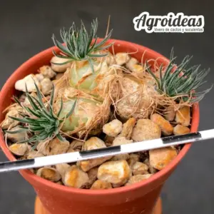 Ornithogalum sardienii