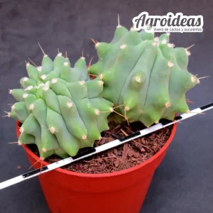 Ferocactus glaucescens var. nudum "Bicéfalo"