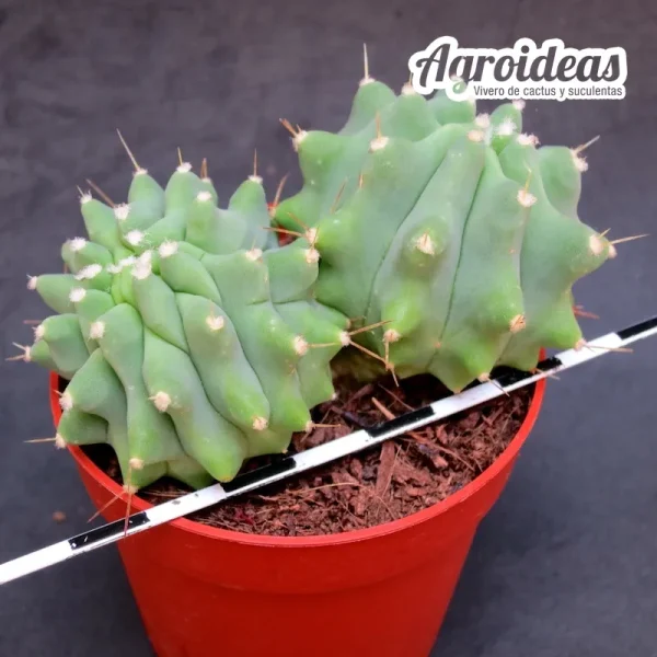 Ferocactus glaucescens var. nudum "Bicéfalo"