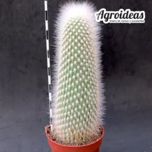 Cleistocactus strausii "Monster Form"