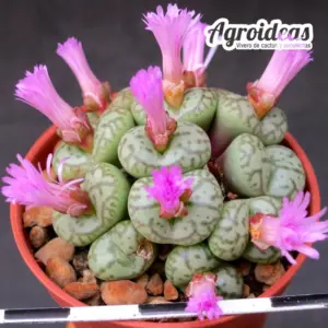 Conophytum obcordellum var. ceresianum "Spectabile"