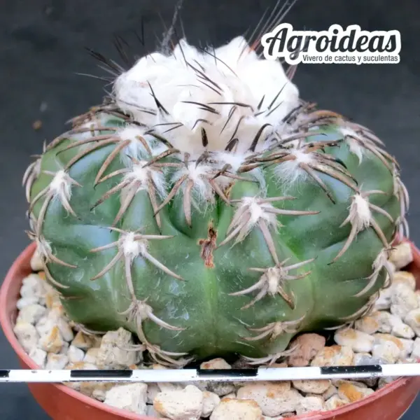 Discocactus horstii "Woutersianus" Ejemplar MØ-8,5cm - Imagen 2