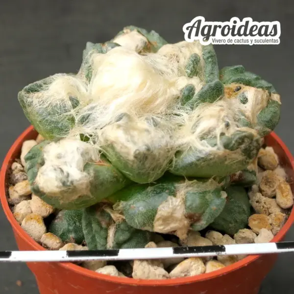 Ariocarpus fissuratus "El Hundido" ejemplar - Imagen 2