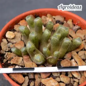 Conophytum reconditum ARM1254