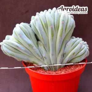 Myrtillocactus geometrizans "cristata" Ejemplar