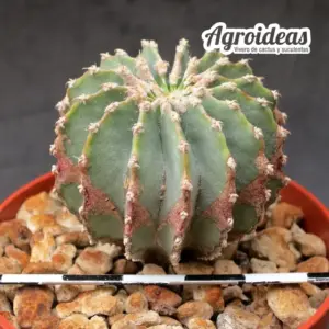 Geohintonia mexicana M-6,5 cm