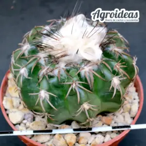 Discocactus horstii "Woutersianus" Ejemplar MØ-8,5cm