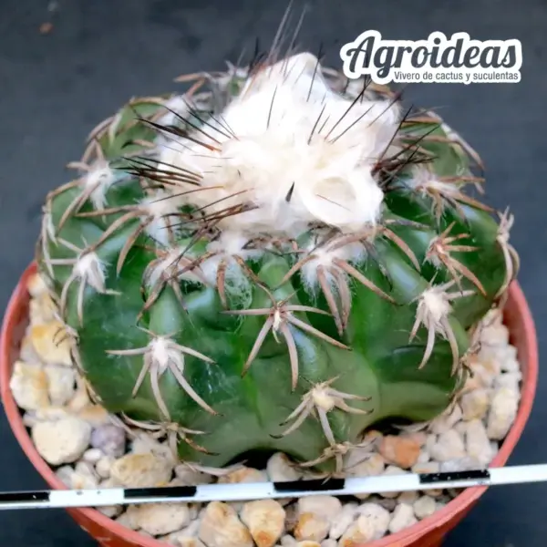 Discocactus horstii "Woutersianus" Ejemplar MØ-8,5cm