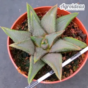 Haworthia koelmaniorum