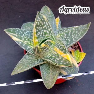 Gasteria Shimano Fuji