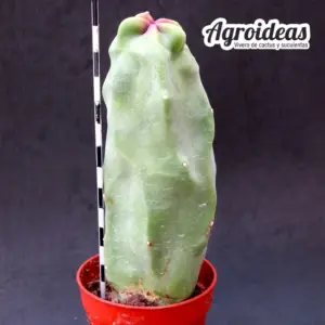 Lophocereus schottii f. mieckleyanus