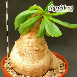Euphorbia primulifolia "Gran Ejemplar MØ13 cm"