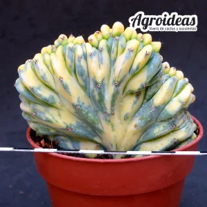 Myrtillocactus geometrizans "cristata & variegata"
