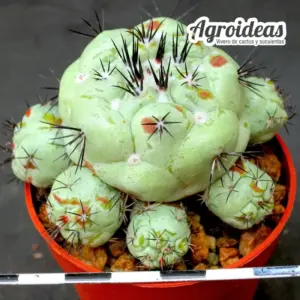 Ortegocactus macdougallii MØ 6,5 cm "Selección"