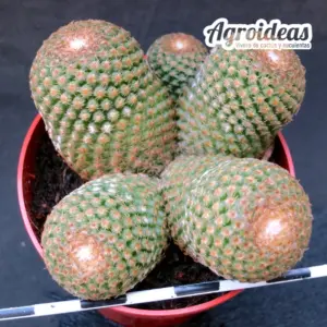 Thelocephala duripulpa "Selección"