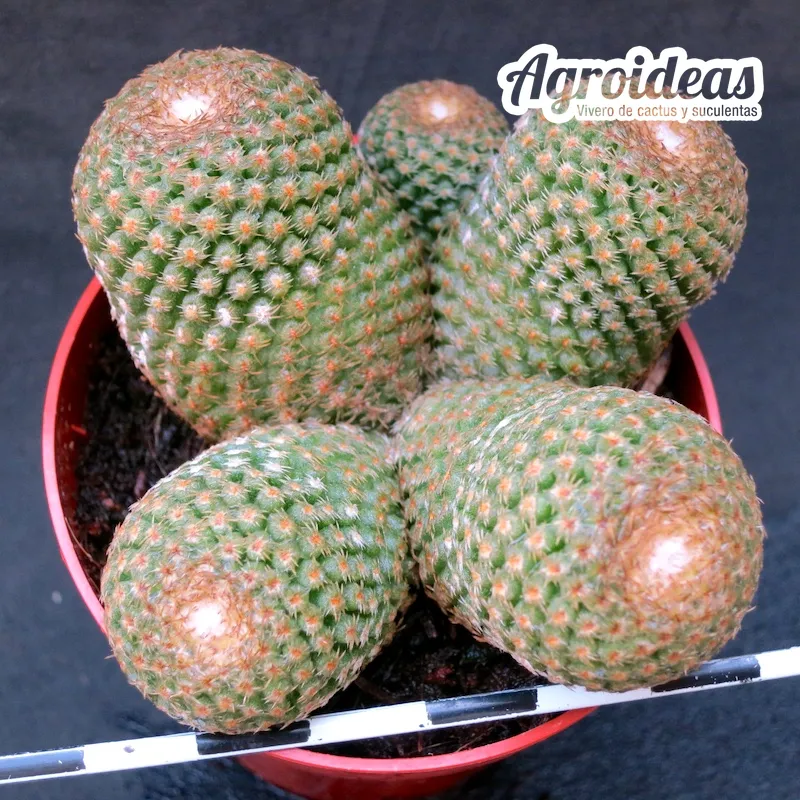 Thelocephala duripulpa "Selección"