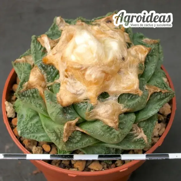 Ariocarpus fissuratus "Ejemplar 10 años" - Imagen 2