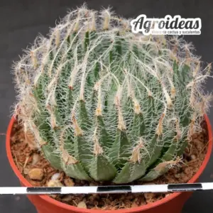 Haworthia arachnoidea var. aranea "North of Vergelegen"