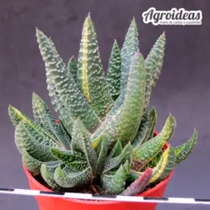 Gasterhaworthia "Royal Higness" variegata