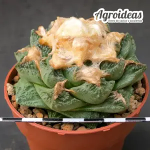 Ariocarpus fissuratus "Ejemplar 10 años"
