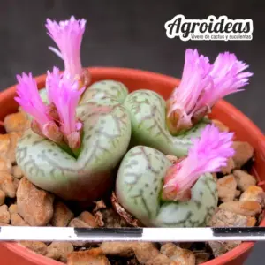 Conophytum obcordellum var. ceresianum "Spectabile"