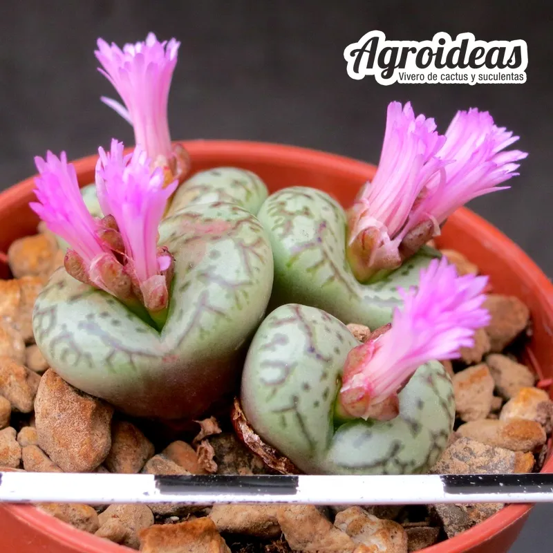 Conophytum obcordellum var. ceresianum "Spectabile"