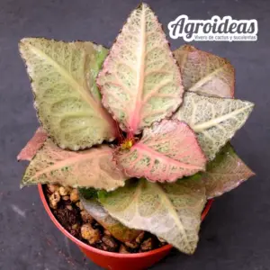 Euphorbia X francoisii crassicaulis var. rubrifolia