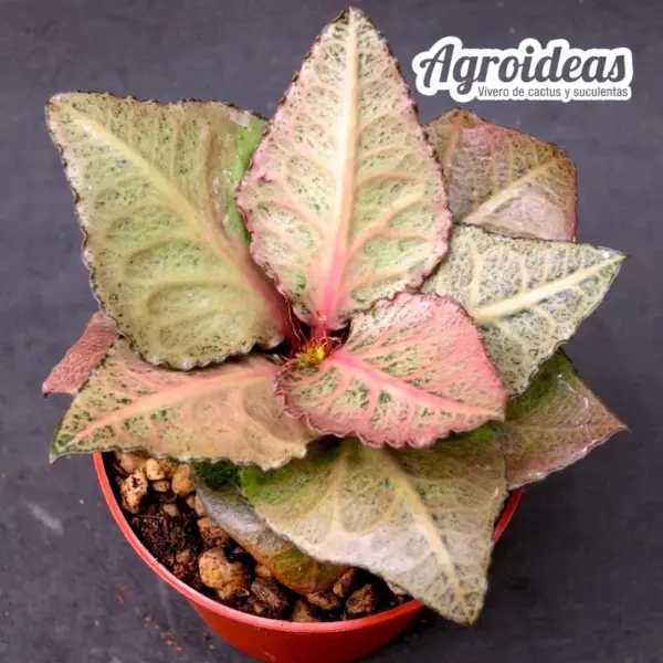 Euphorbia X francoisii crassicaulis var. rubrifolia